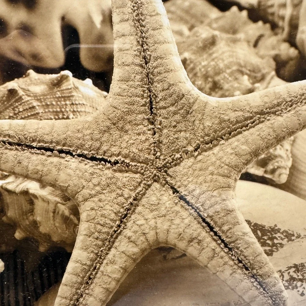 Framed Starfish Seashell Beach Wall Art Sepia Tone‎ Coastal Decor 17